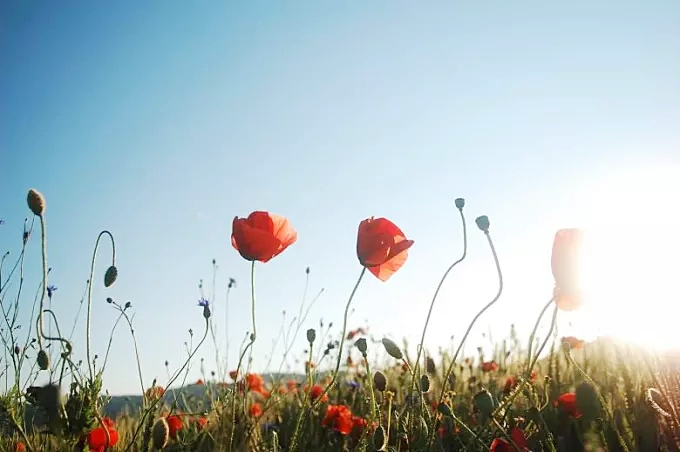 15540810985939.jpg 1.jpg