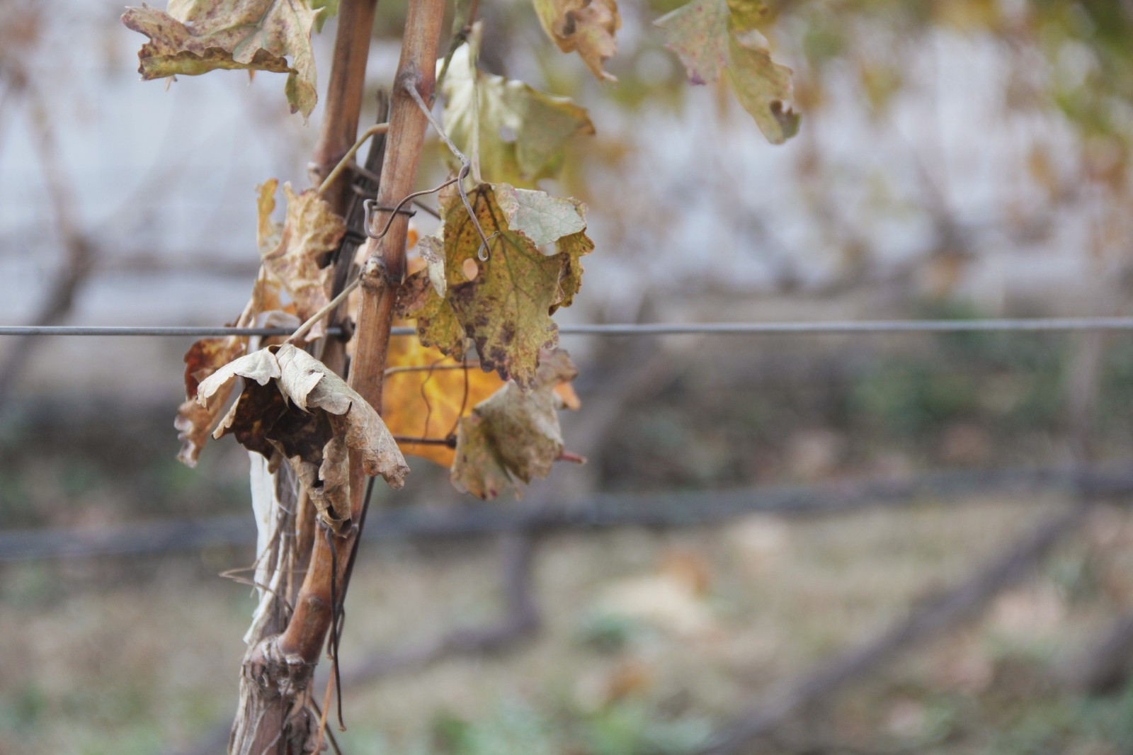 15743830646608.jpg 3.jpg