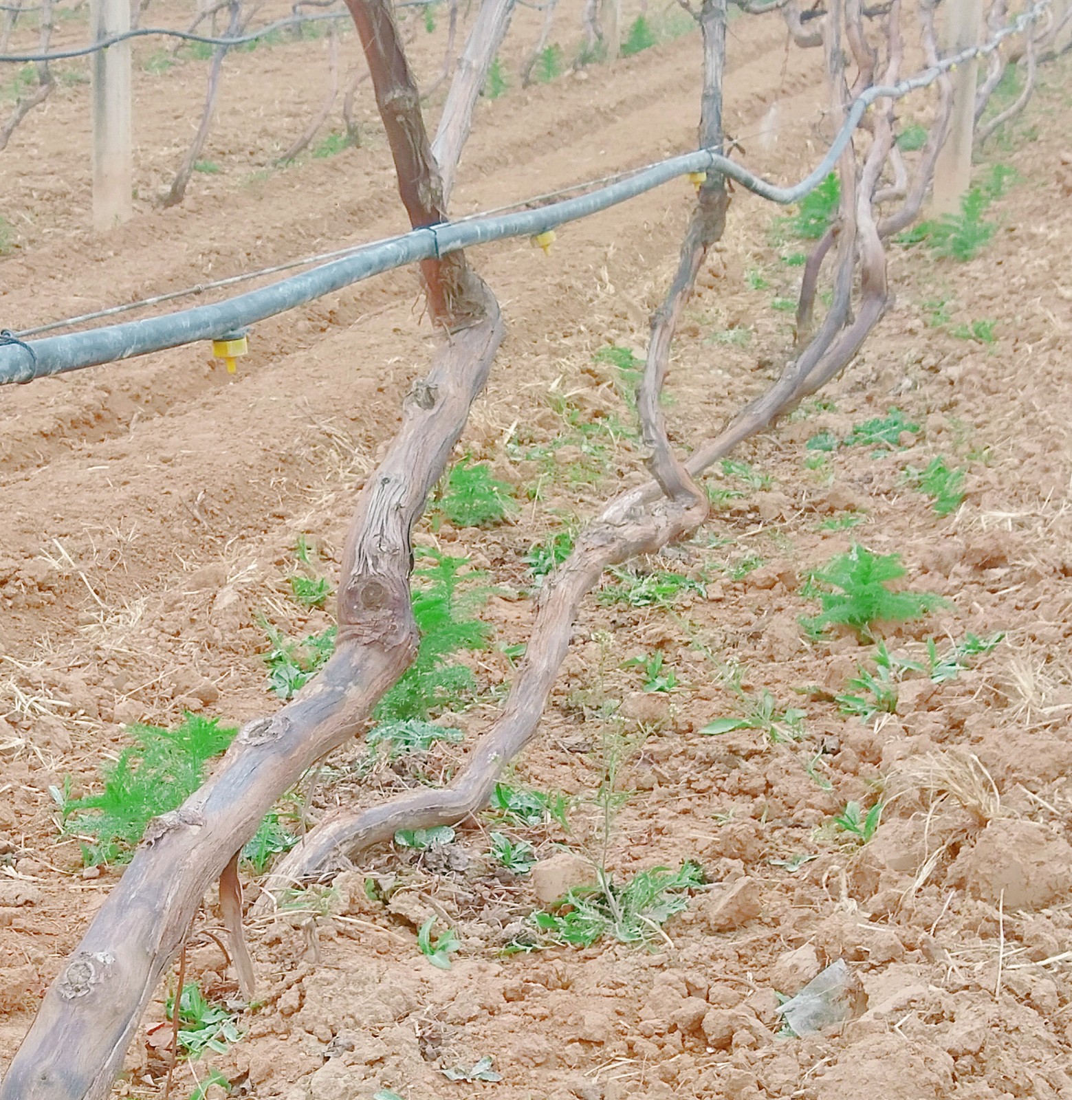 15872556564986.jpg 微信圖片_20200328090143.jpg