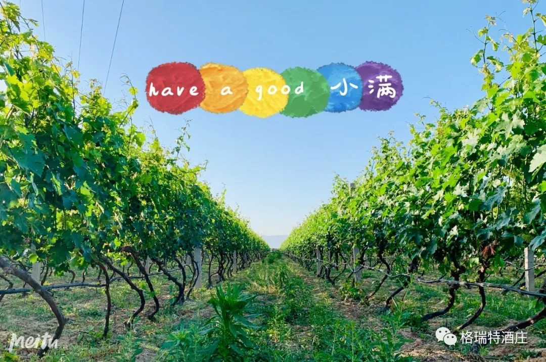 記錄小滿時(shí)節(jié)的酒莊、怎一美字了得！