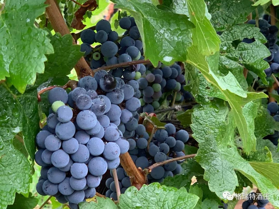 立秋：和去年相比，今年葡萄的變化居然這么大？