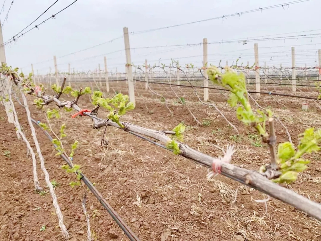 清明 ▎芳原綠野，春入園林
