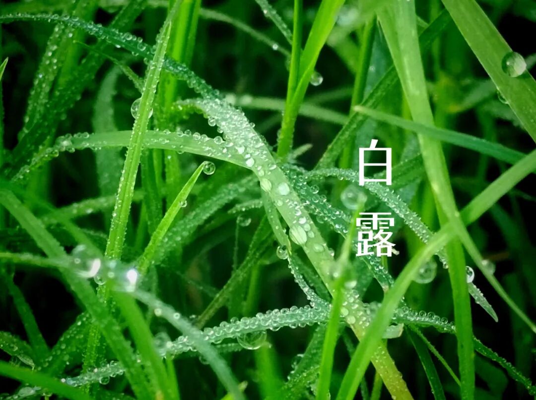 白露||霜凝秋意心自閑，歲月靜美福滿園
